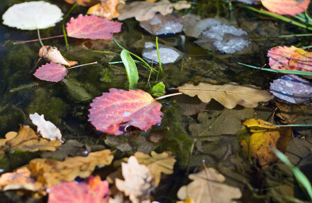 Краски осени...