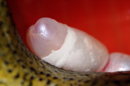 перед ухой-2...