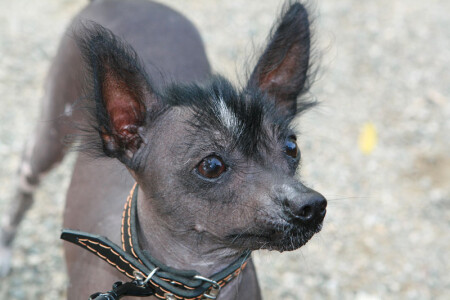 Жульетта Гретхен ..... для удобства просто Жулька :-)