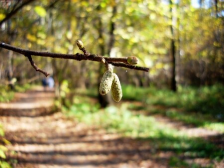&amp;quot;бубенчики&amp;quot;