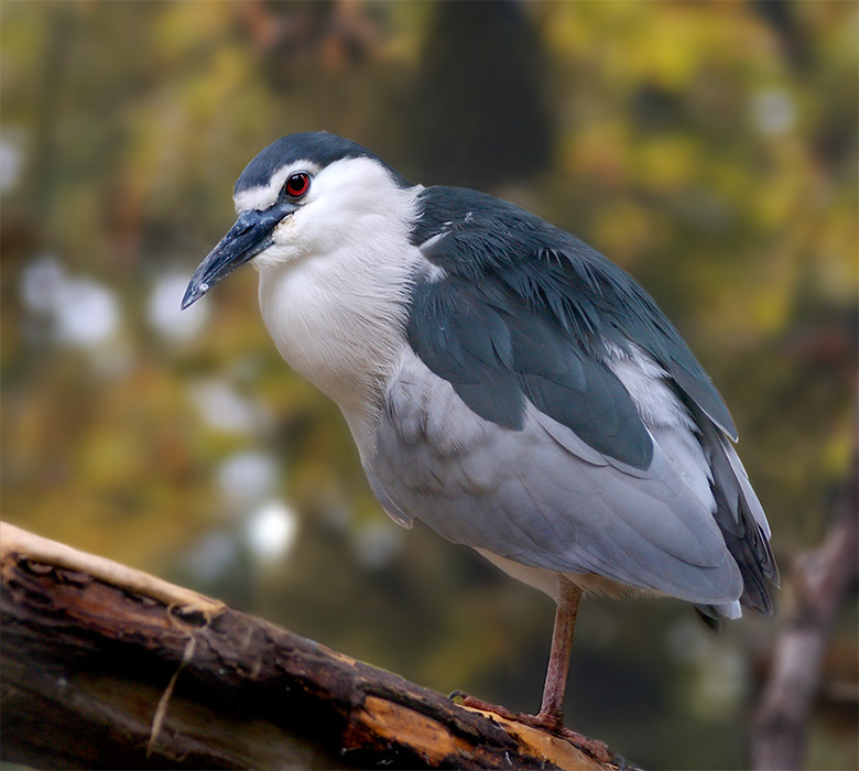 Кваква (Nycticorax nycticorax)