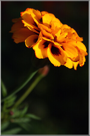 - Alone In The Dark -