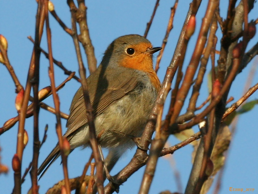 Robin