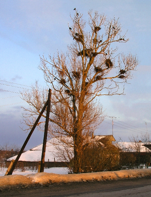 Улыбка Весны.