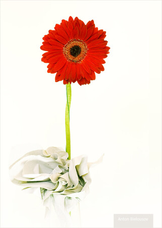 Paper Flower
