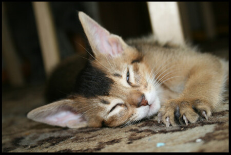 кААААйфффф....