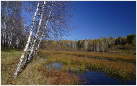 осень.березы