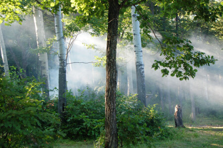 Вечер в лесу