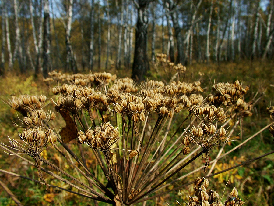Осение краски