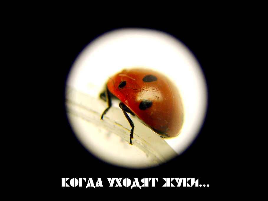 Когда уходят жуки...