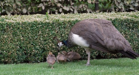 та самая птичка