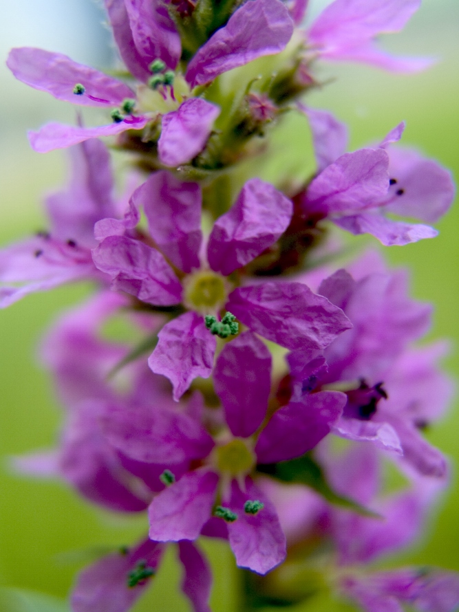 Flora incognita #17