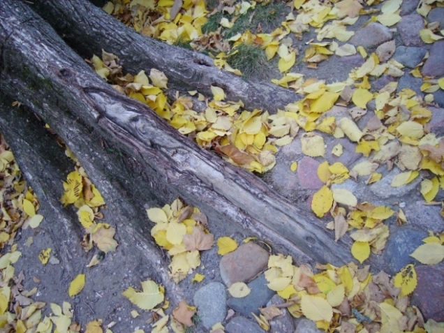 Осенние краски.