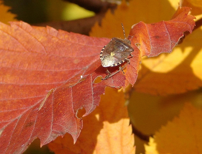 Драгоценность (Клоп Щитник Рыженогий - Pentatoma rufipes)