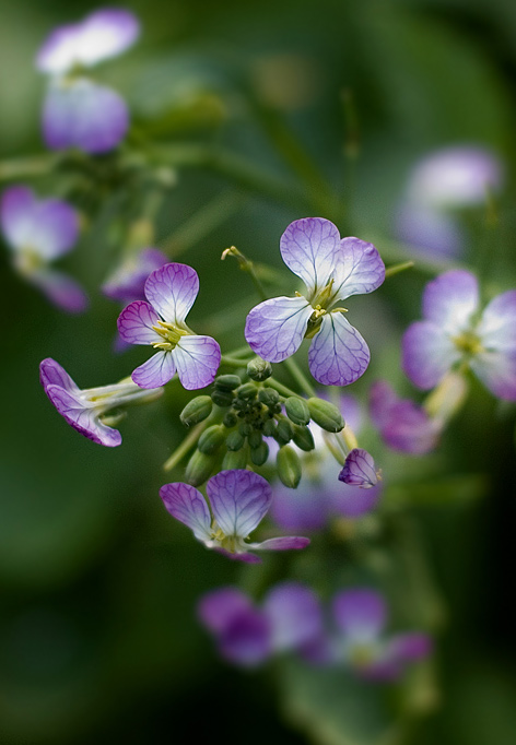 Softness