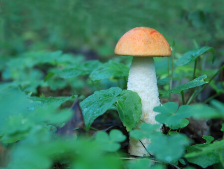 Подосиновик