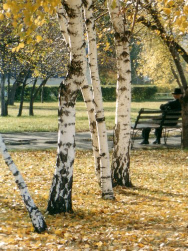 Золотая осень