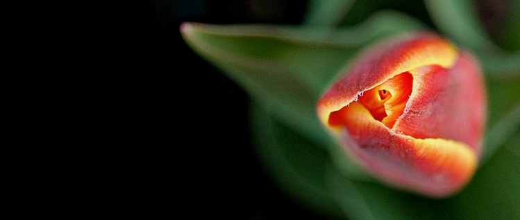 tulip