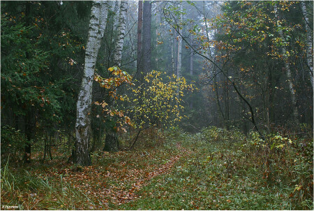 Осенний лес