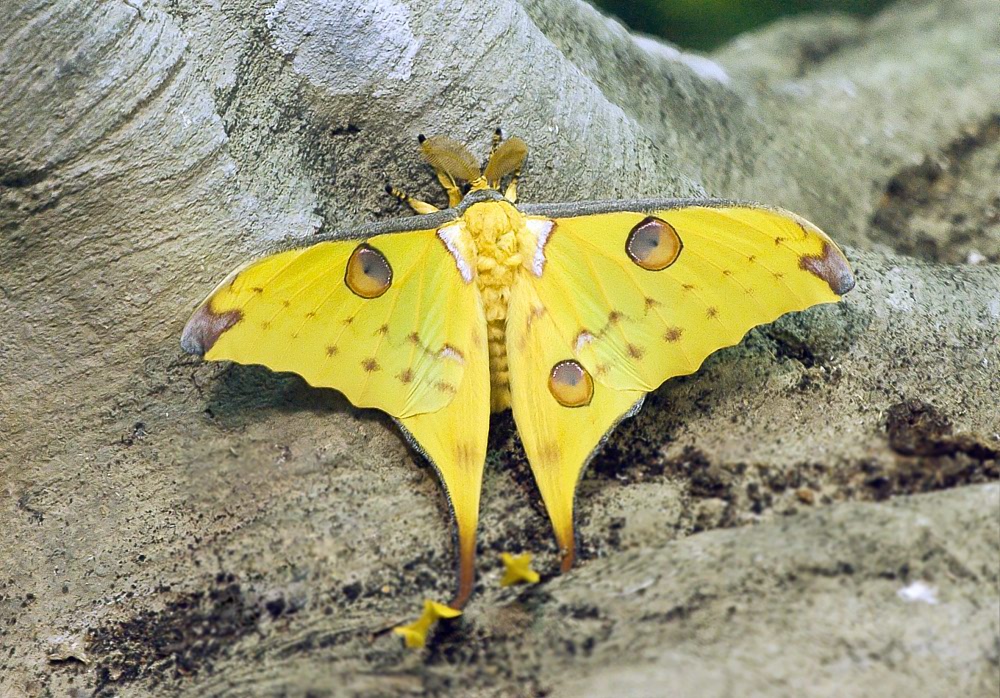  Argema mittrei 