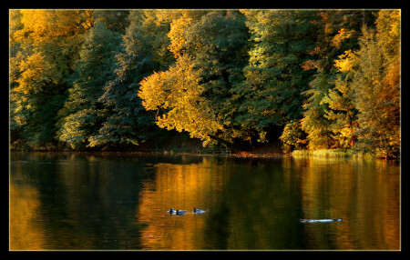 [ АХ, эта осень.. Она с ума свела.. Разбила сердце, покой взяла.. ]