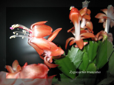 Рождественская симфония