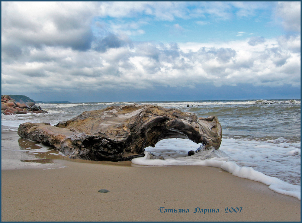 Окаменелости Балтийского моря