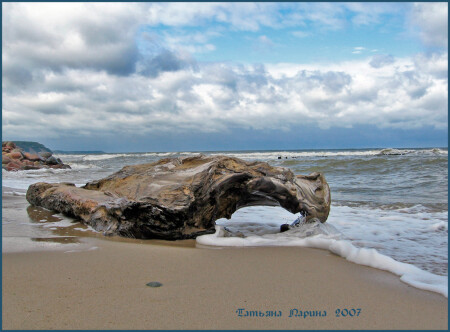 Окаменелости Балтийского моря