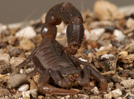 Ливанский скорпион