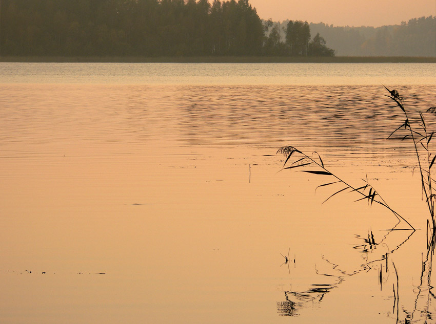 В камышах