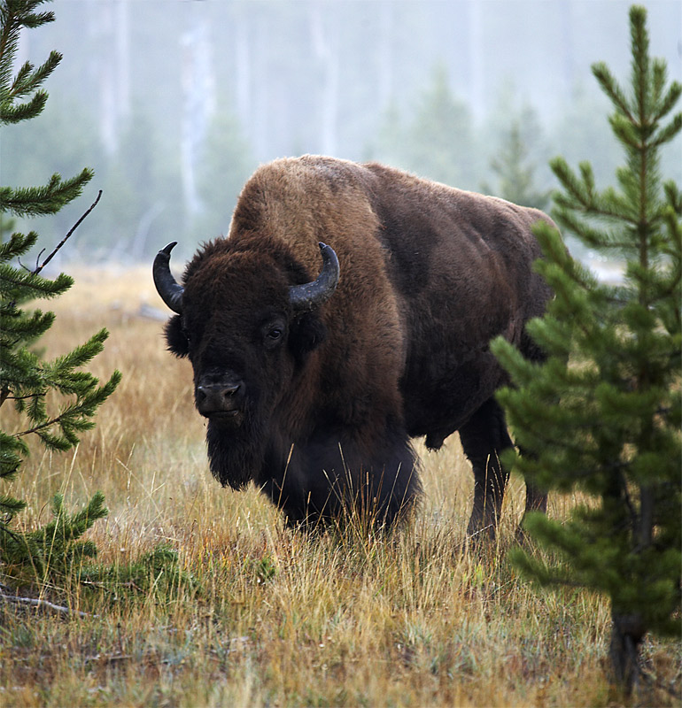 Buffalo