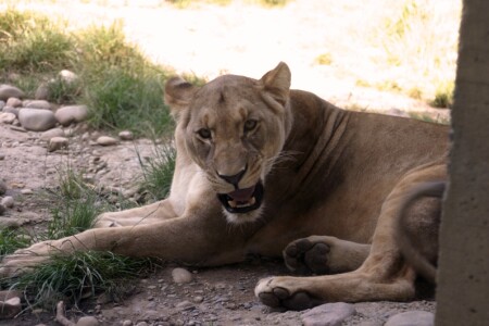 Царица цверей