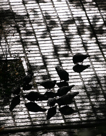 Осенний контраст 