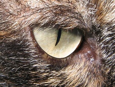 Глаза животных