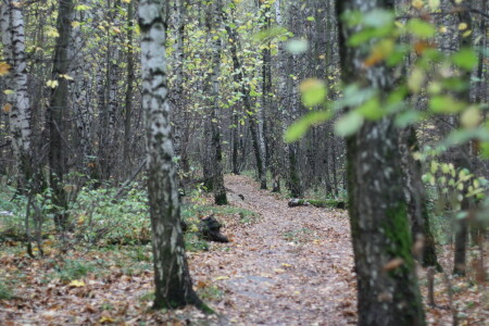Осенний лес