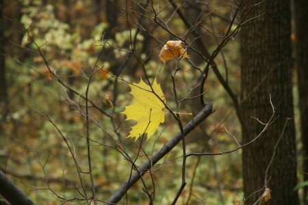 Последний лист