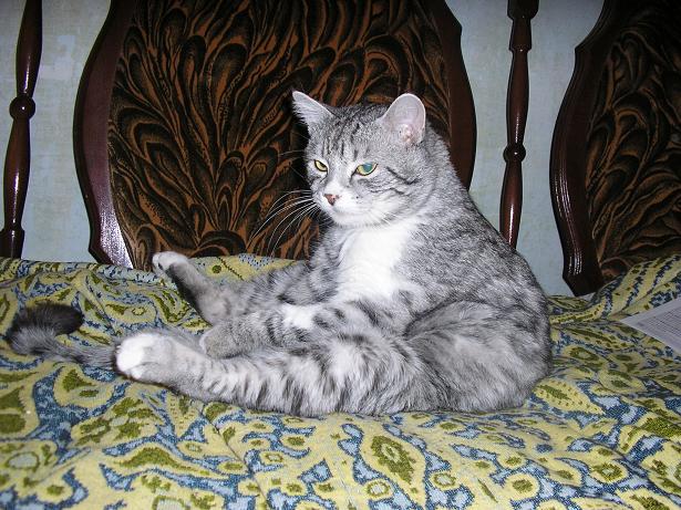 кот Бендер