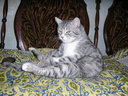 кот Бендер