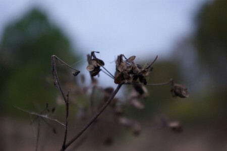 мертвый куст