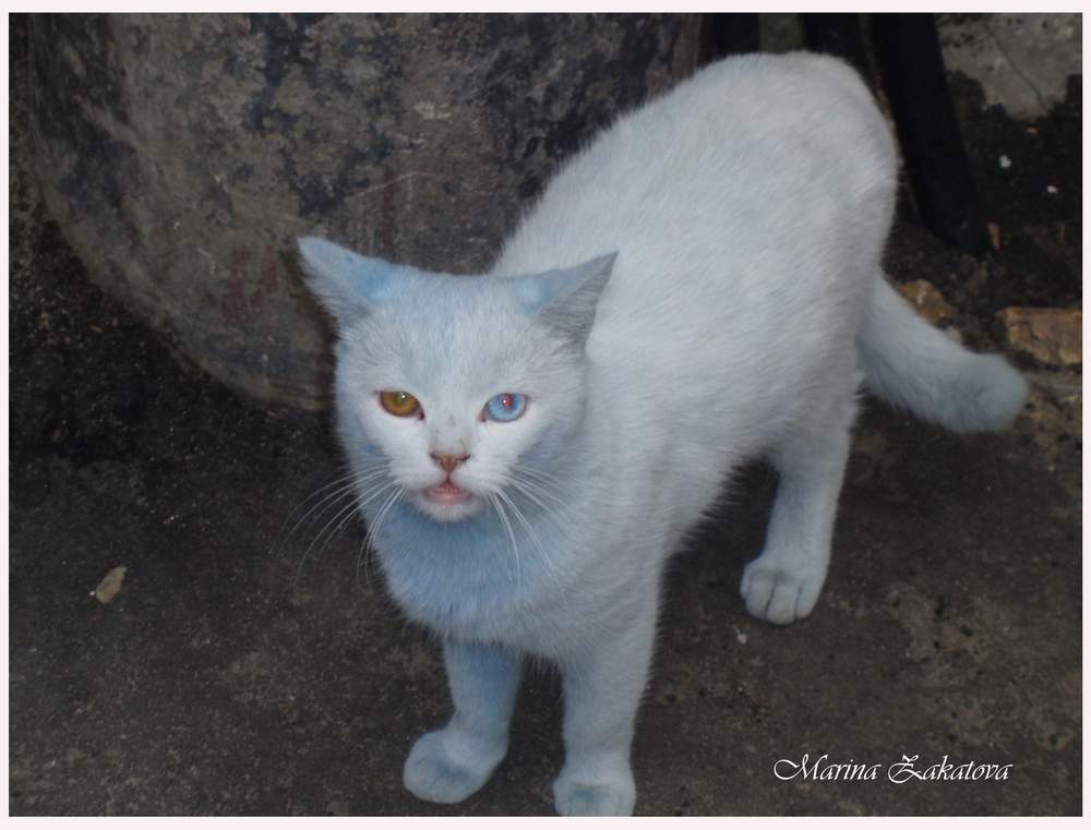 Голубой кот