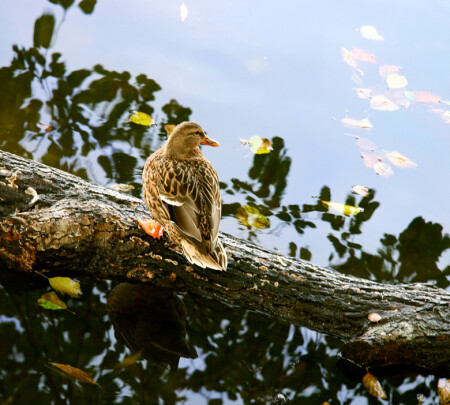 duck
