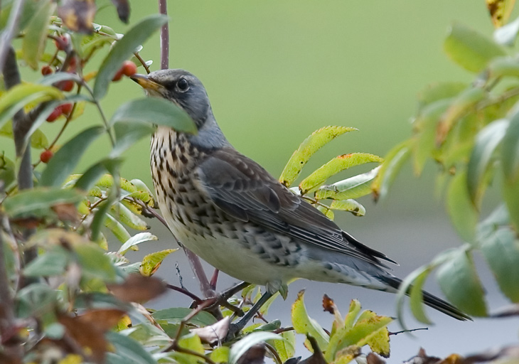 Turdus pilaris 2