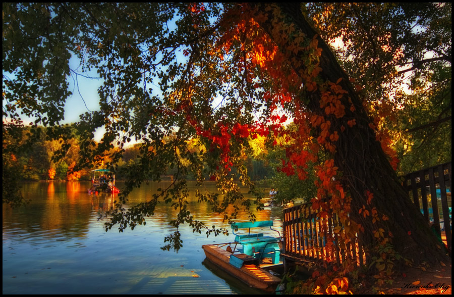 В осенний день, под сенью древа...