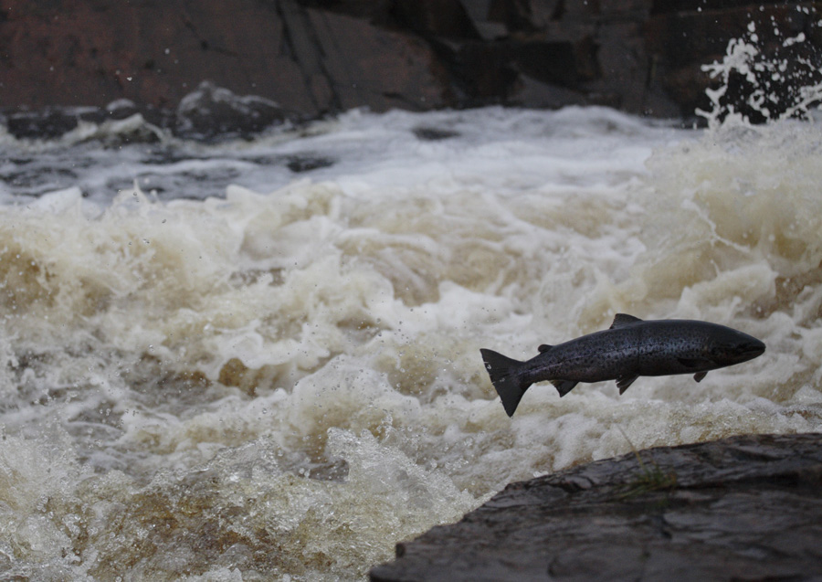 Форель проходит водопад