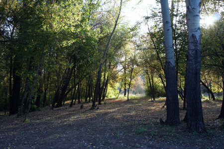 Лесок