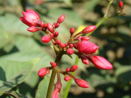 Раскрываясь...