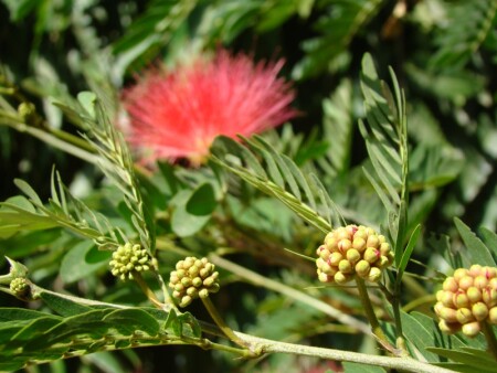 В перспективе...