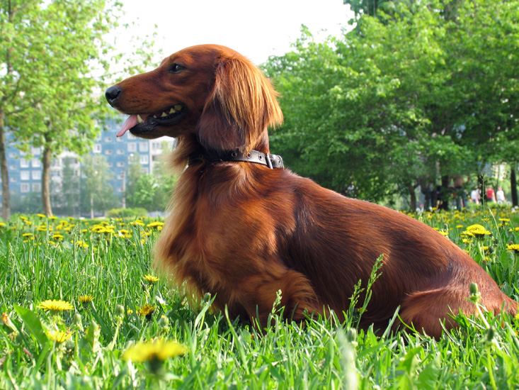 Dachshund