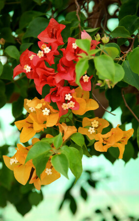 Red&Yellow