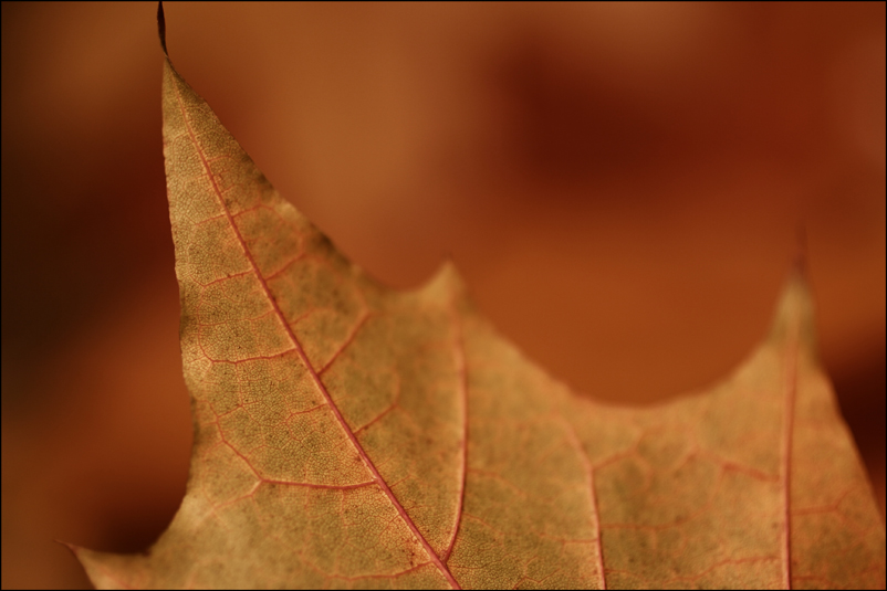 Colour of Autumn